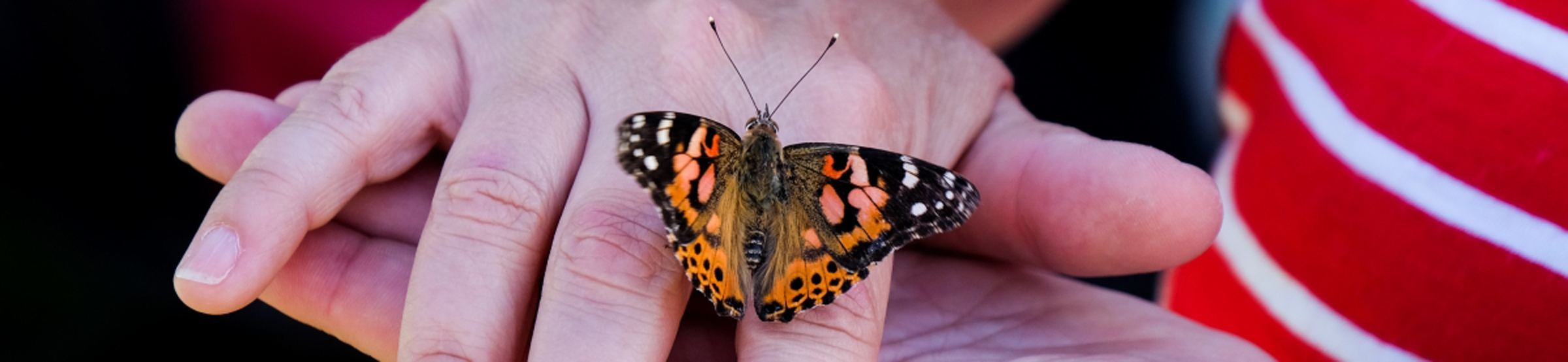 Live Butterfly Release Maison Sudbury Hospice